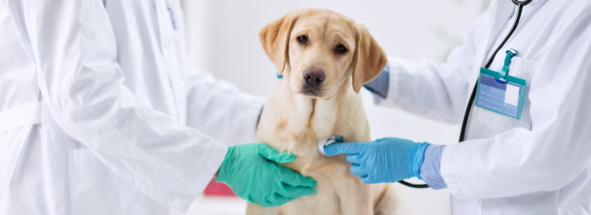 What Are the Best Cleaning Rags for Veterinary Clinics?